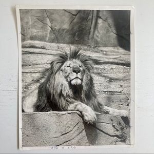 VTG 20s Nature Magazine Press Photo LION IN ZOO